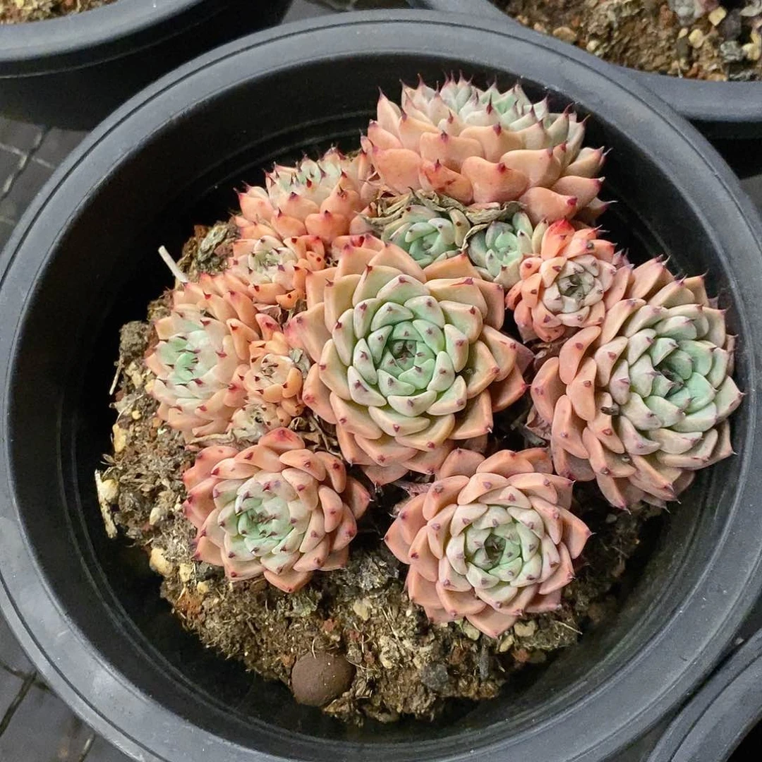 团。沙罗姬。福利多多