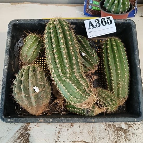 当前无花栽培后可以开花365