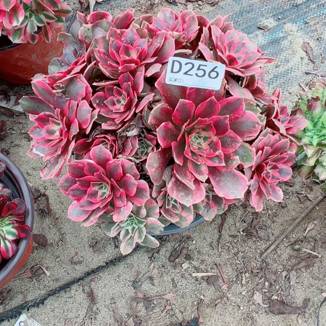 256女妖多肉植物法师