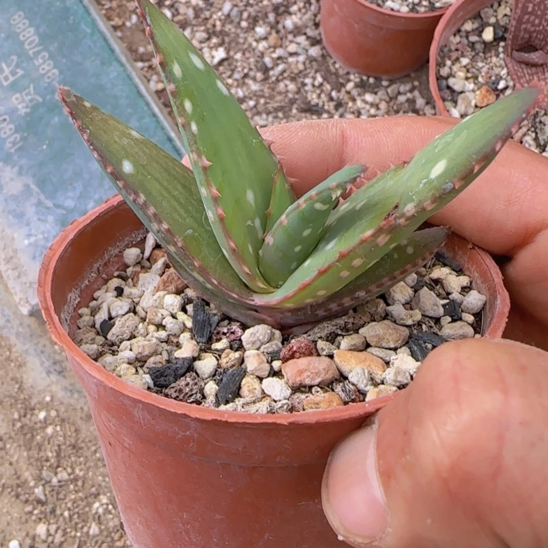 百**.块根植物块根植物