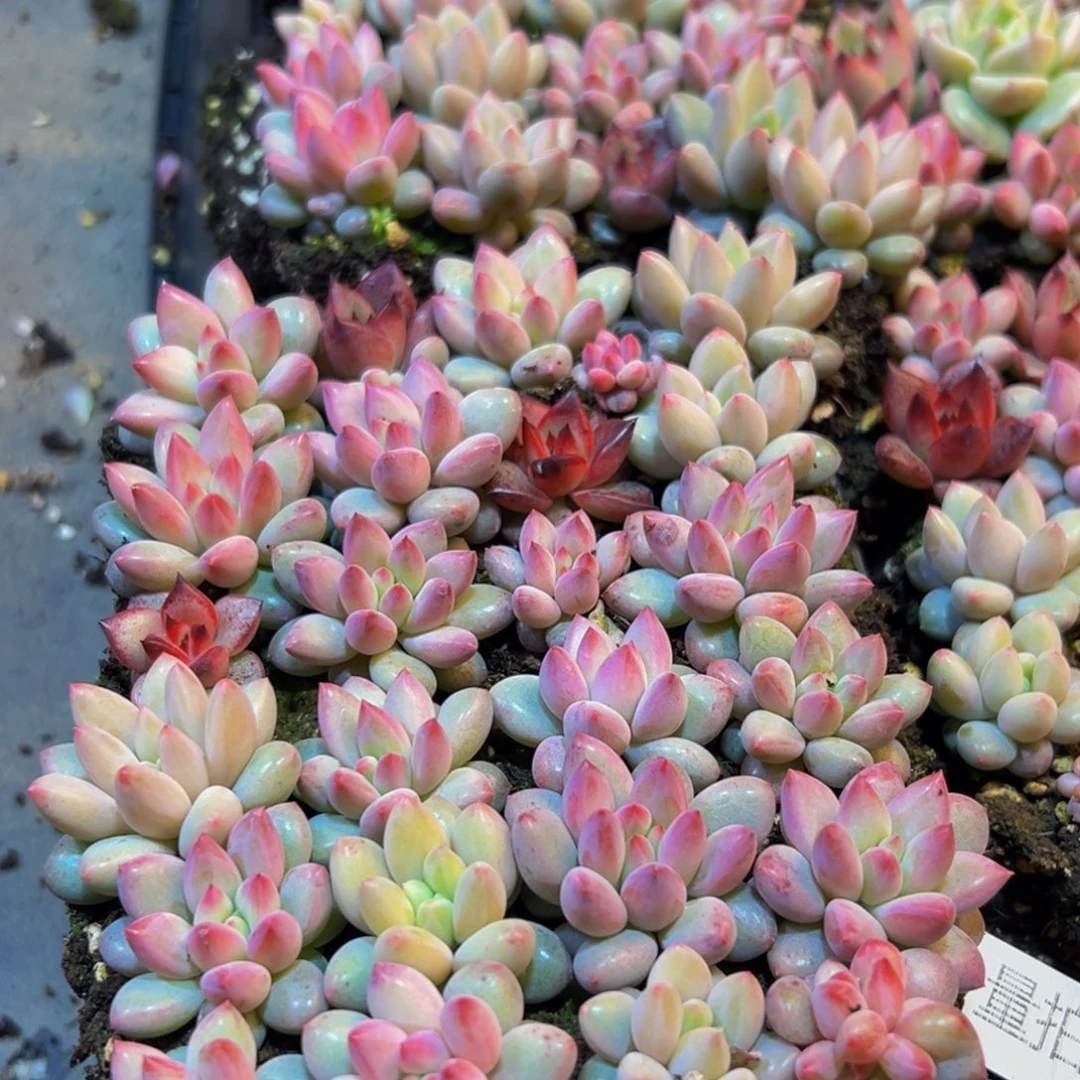 820多肉植物量拍一盒保底24颗