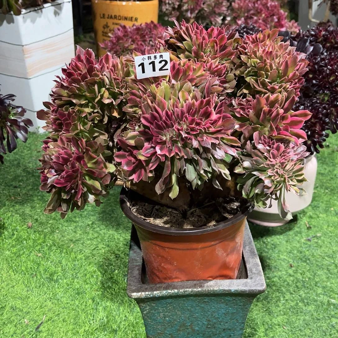 112香妃缀化法师一