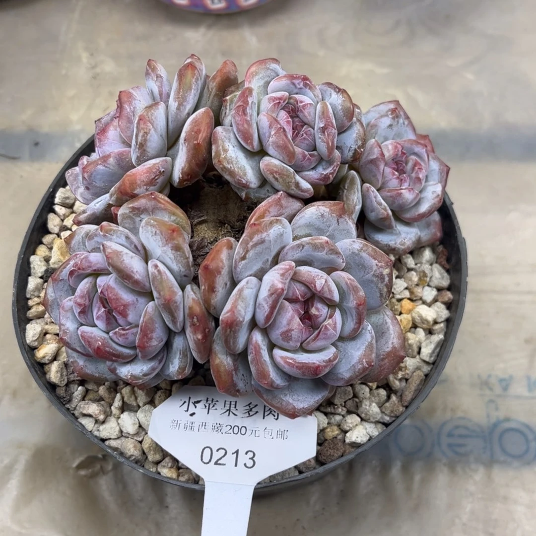 绿底紫心213/14cm5头