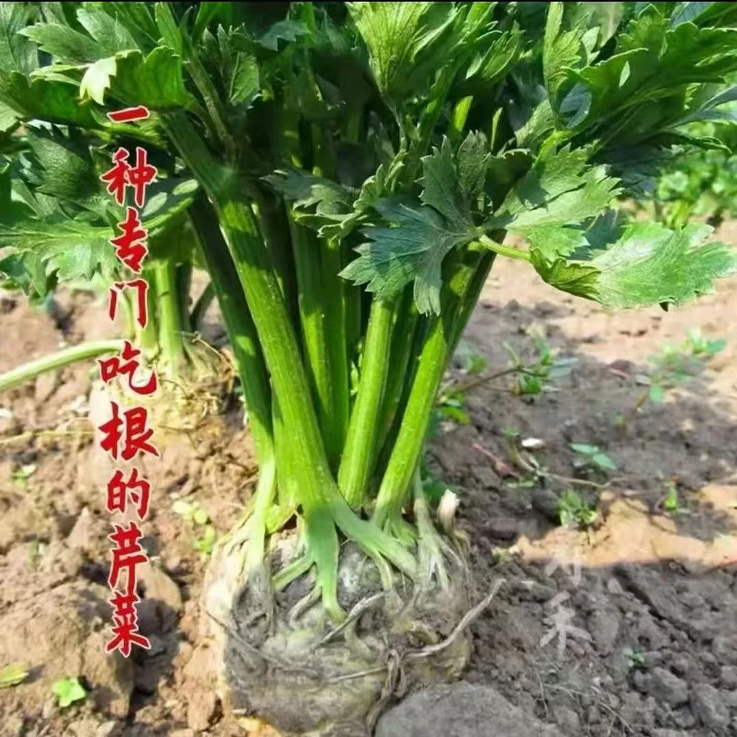 根芹苗当季蔬菜根芹种球菜秧苗芹菜新鲜菜苗芹菜苗地中海疙瘩
