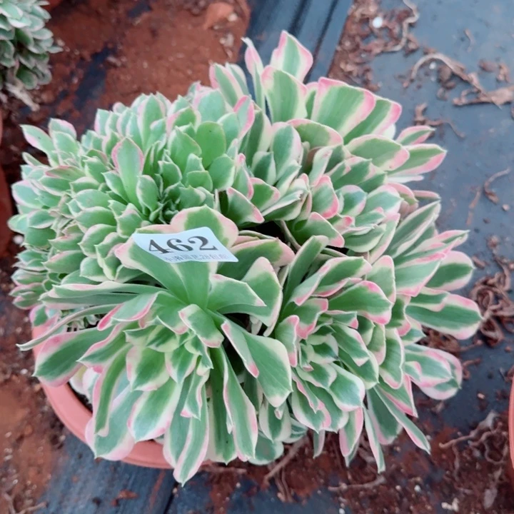 462白凤缀化多肉植物满28包邮