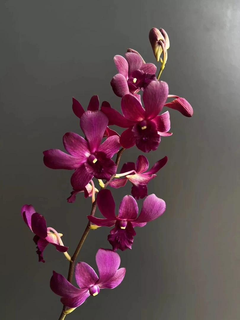 红宝石【秋石斛】（5度以下拍保温棉，不拍冻死冻伤不售后）