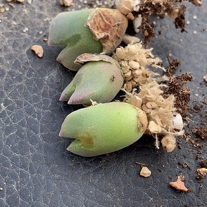 ?****?24528一组三颗空蝉有伤