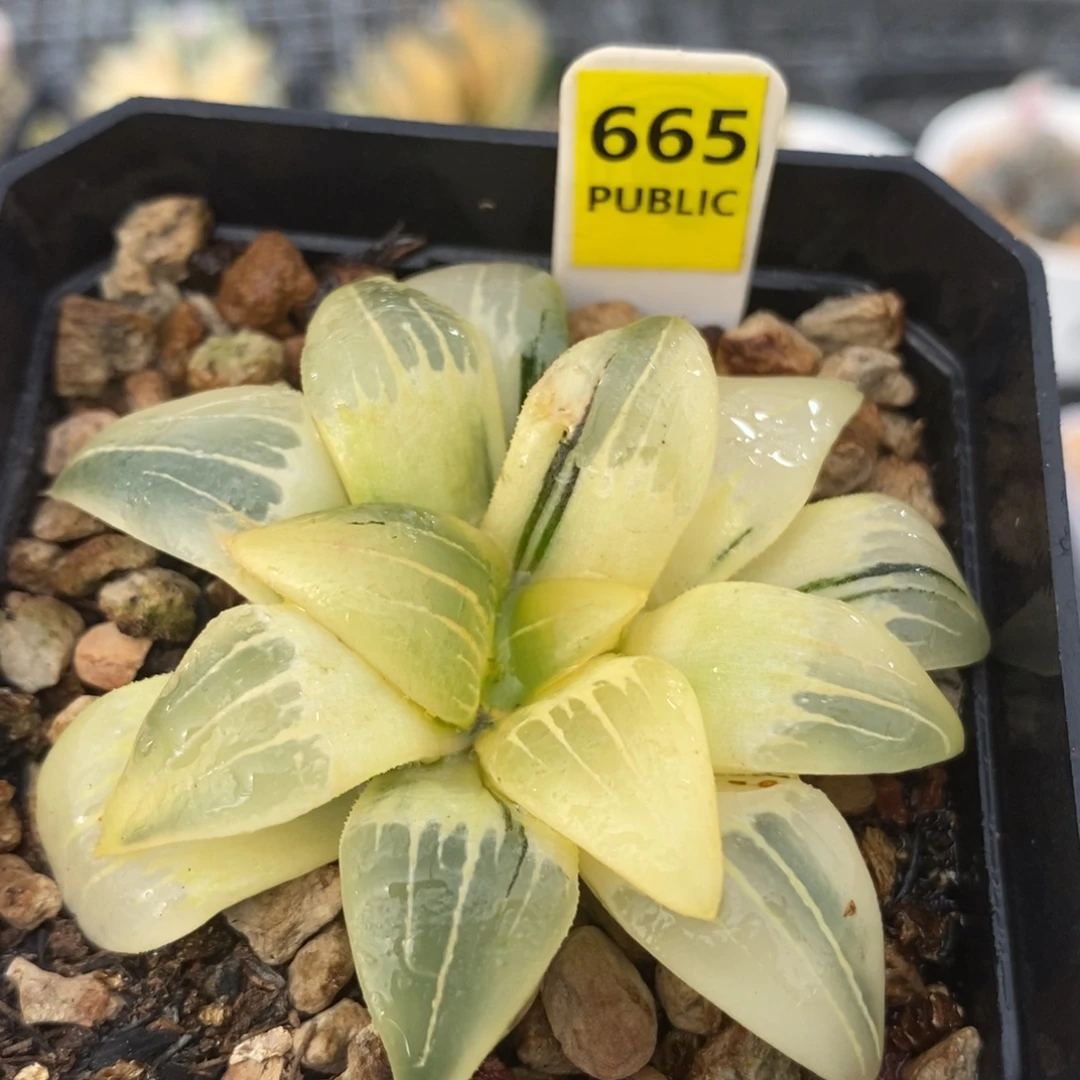 665红纹寿锦一物一拍