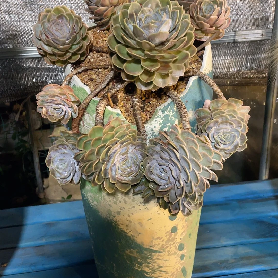 多肉植物带盆物流不包邮