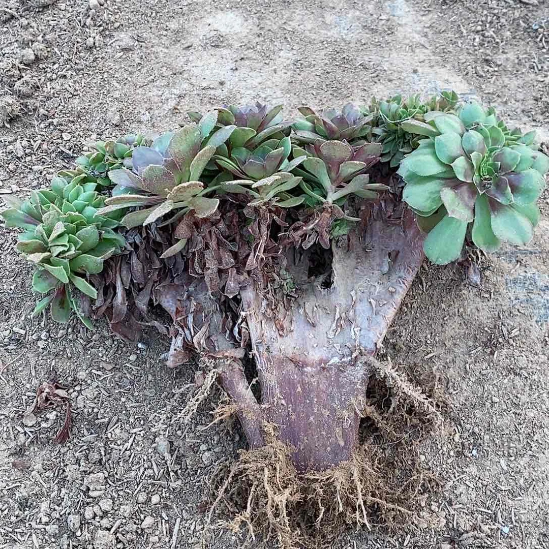 万缀一棵20颗钱老客户拍