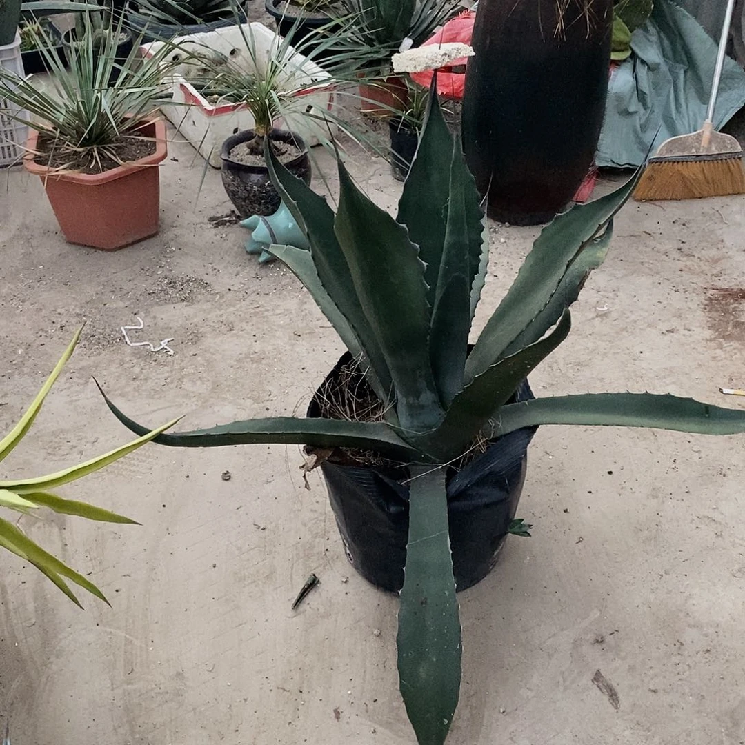 C***O0868巨龙一棵1111