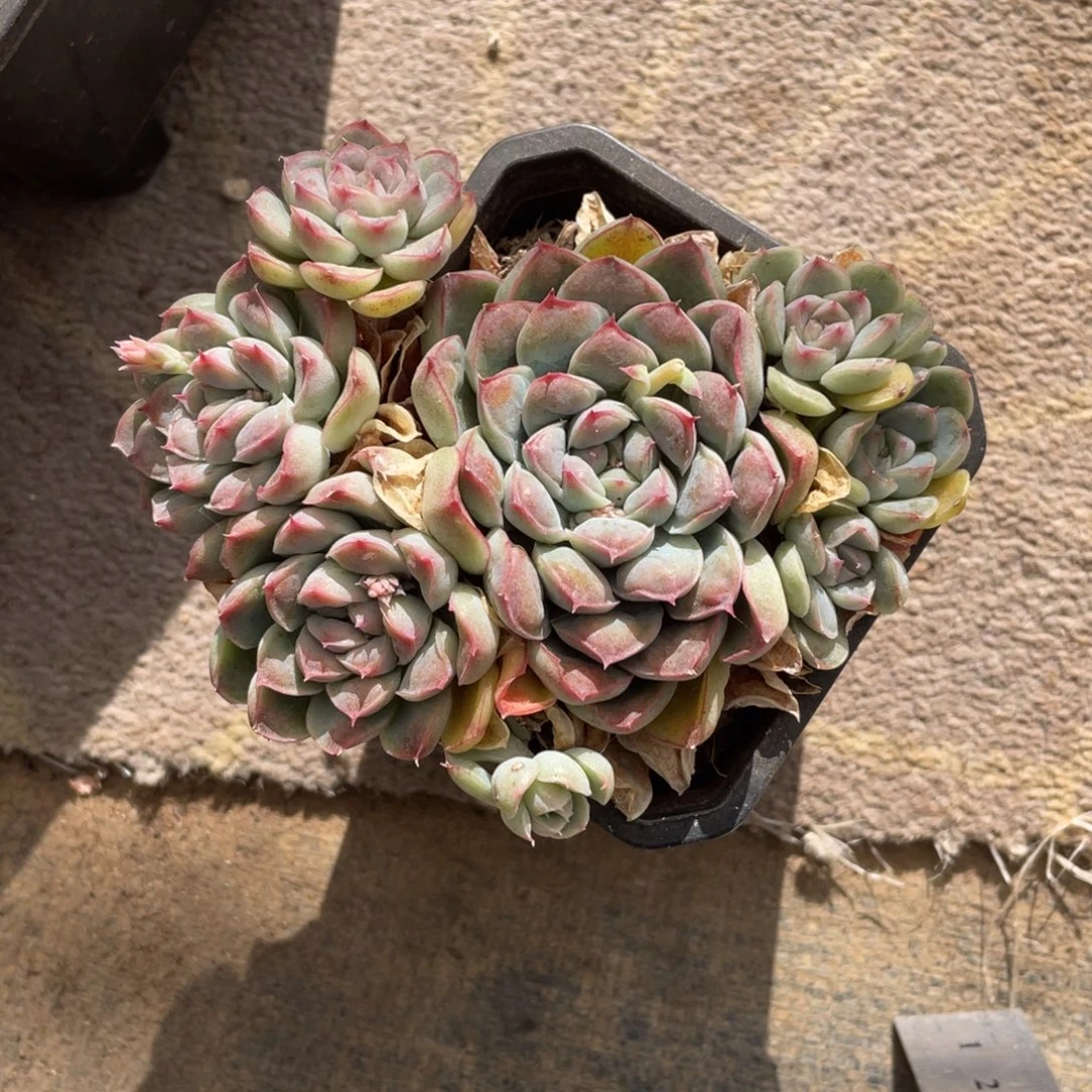 凸凸莉冠幅12 公分一物一拍