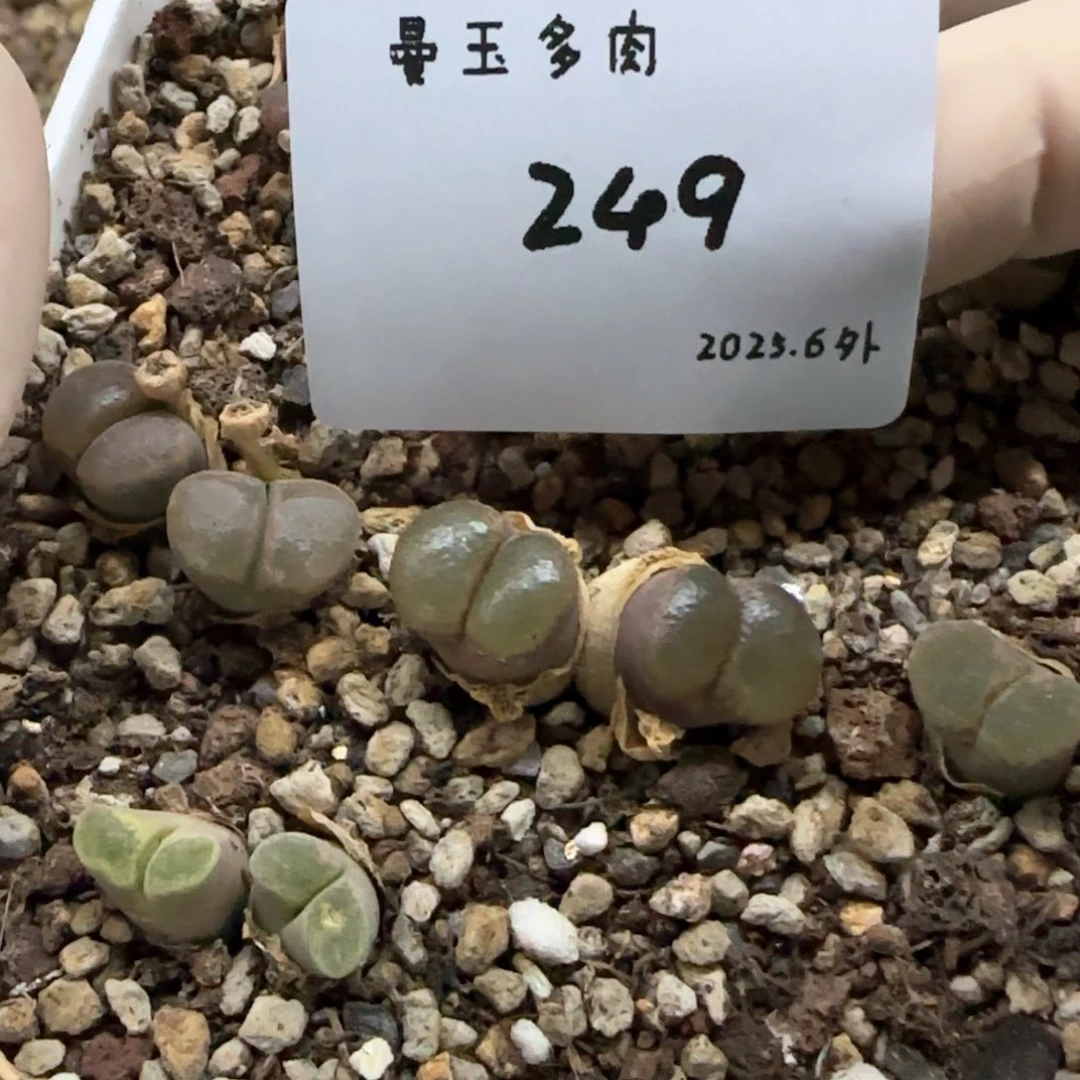 茜多肉多肉多肉6.3-249