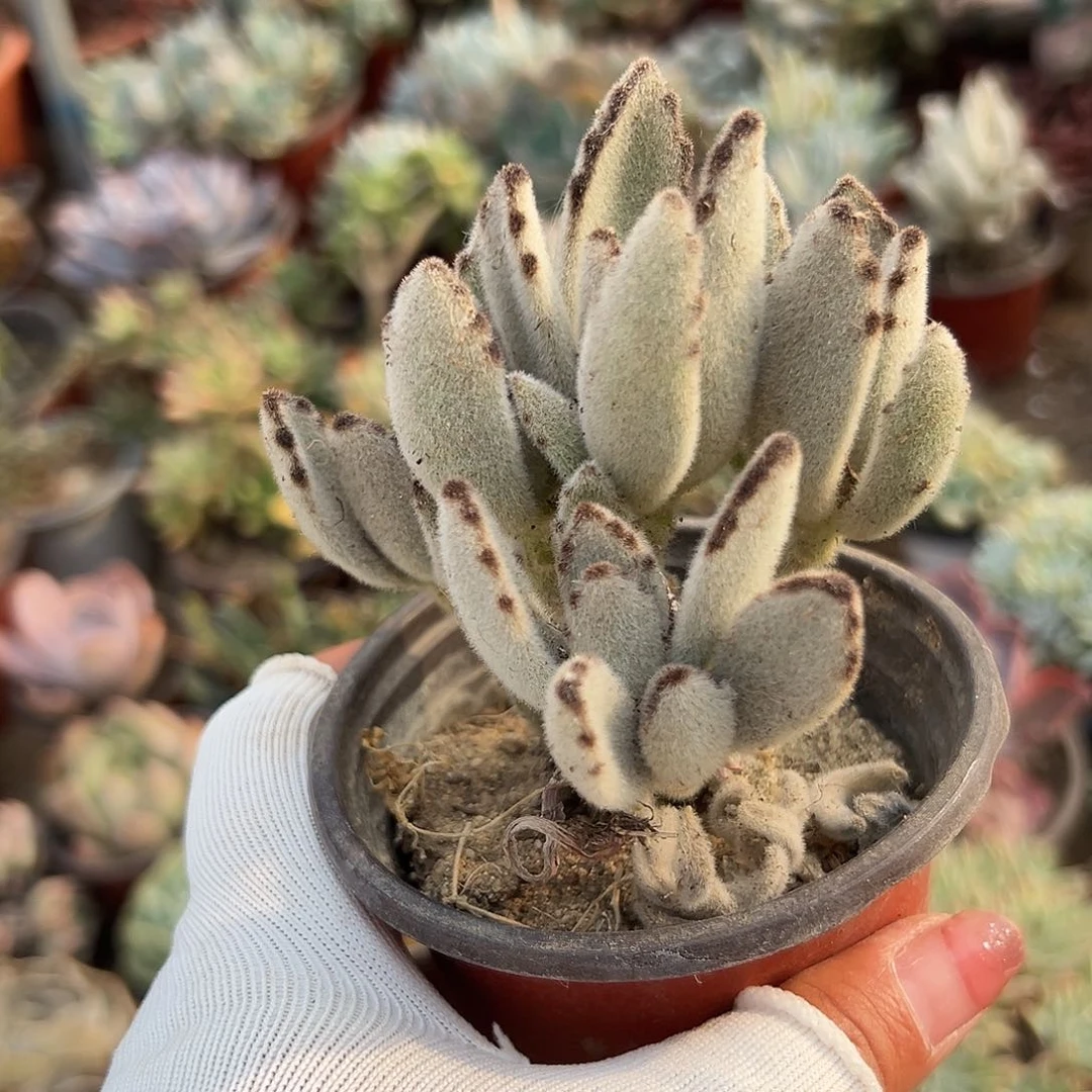 多肉植物多肉植物