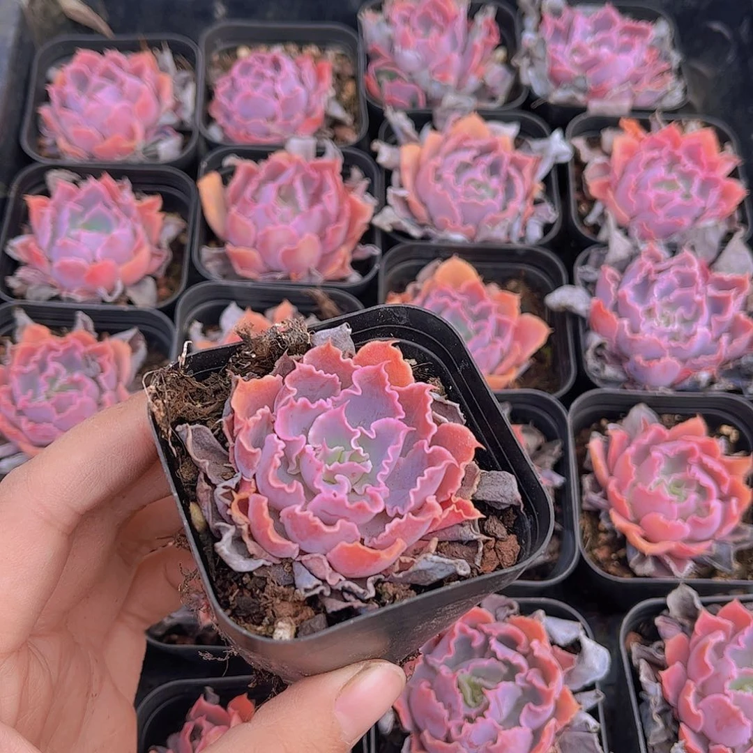 杰**E晚霞之舞多肉植物