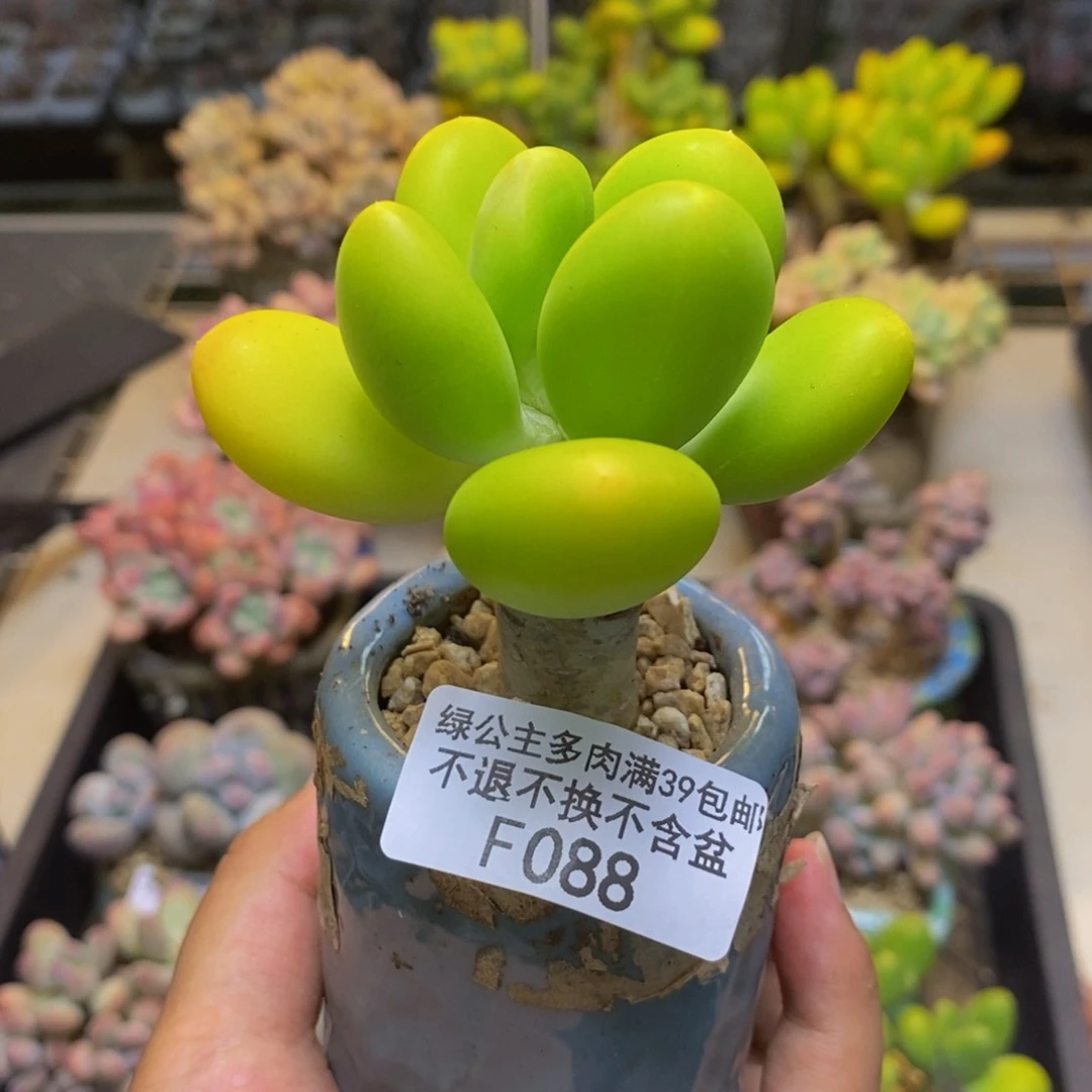 088金蟾多肉肉5c m