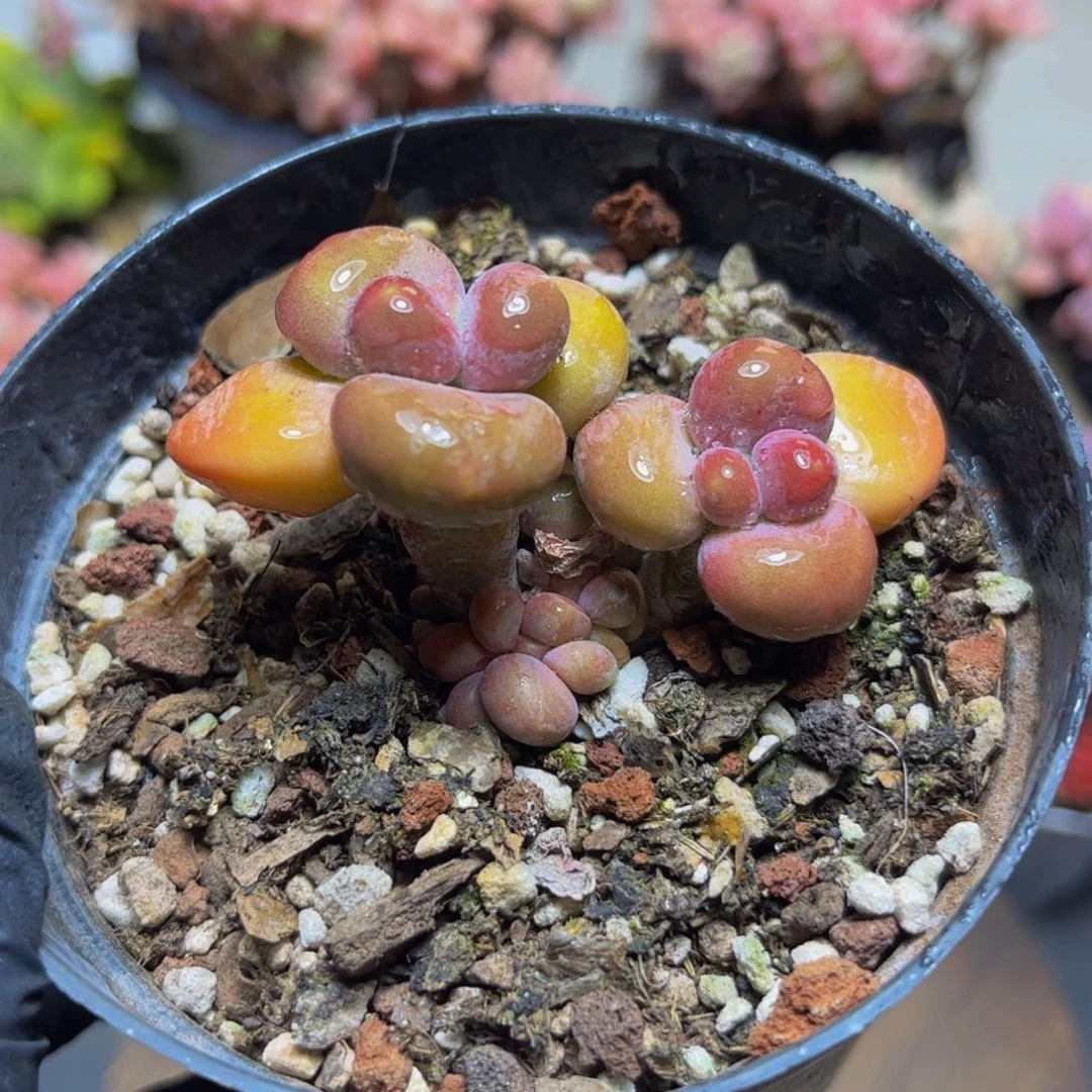 417金色KK奶酪7厘米多肉