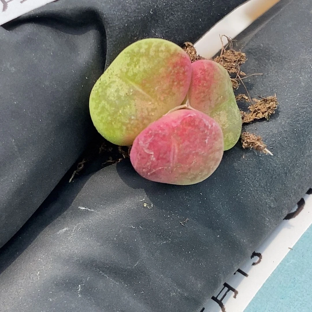 桃喜花园0513/37杂交