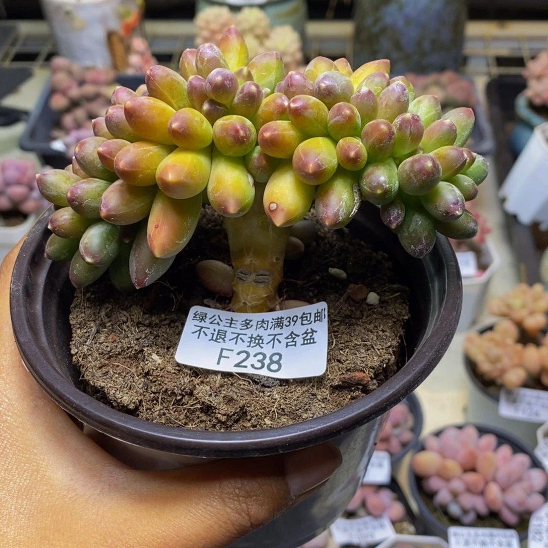 238香蕉树缀运输中轻微掉叶