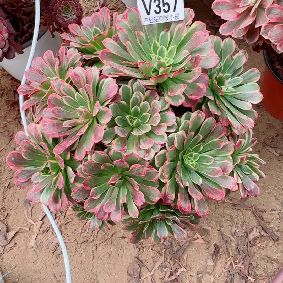 莫兰迪法师357冠幅26