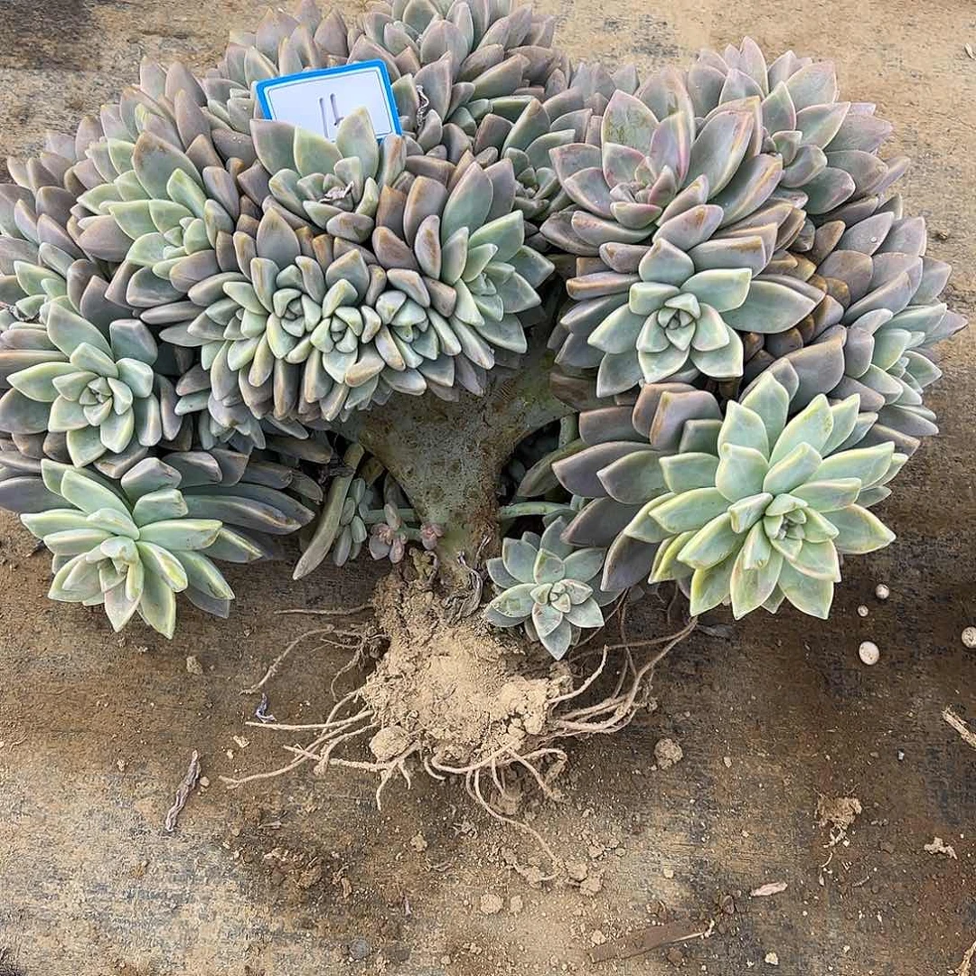 16号淡雪缀化一物一拍