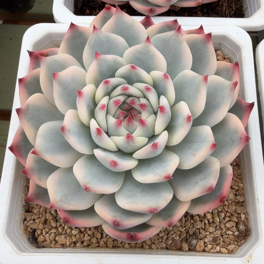 巧***店吉娃娃锦锦上园艺一物一拍