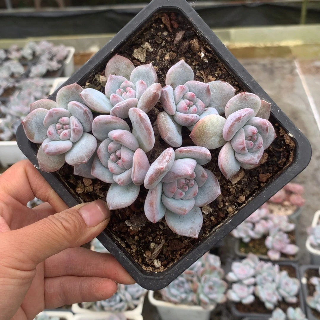 无花朵花花花花花花花花113