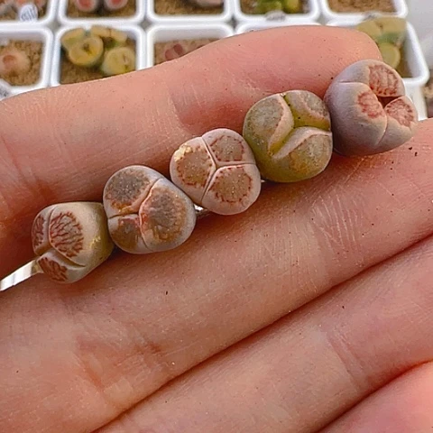 【闪购商品】25952