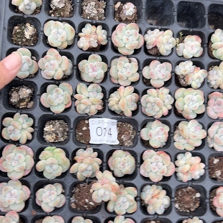 Y***艳14 号框拍到手1框1组1拍