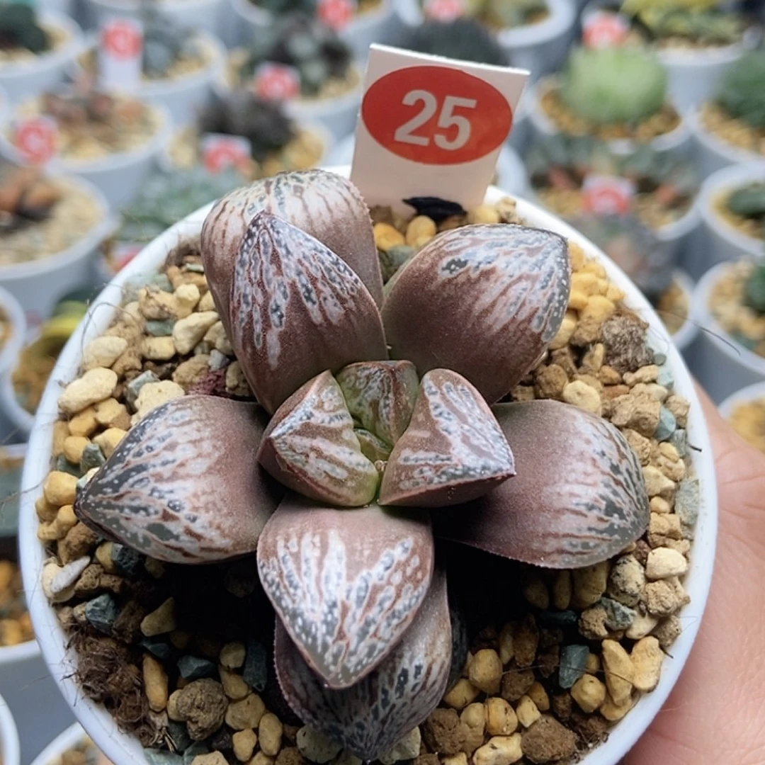 25印加玫瑰123456789