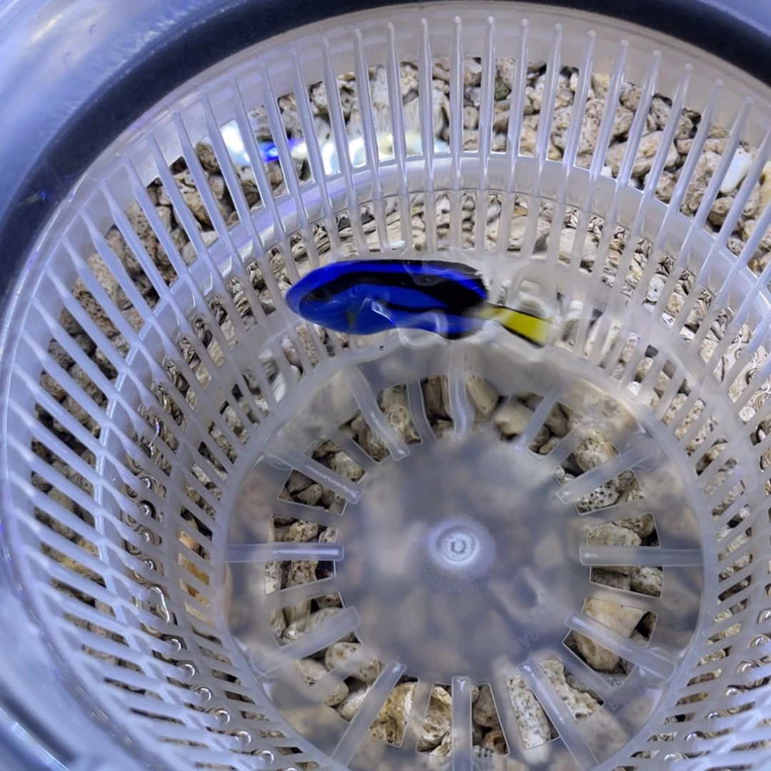 海水鱼蓝调一条11111