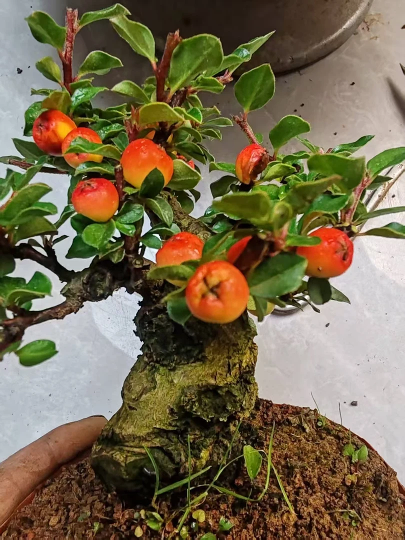 黄杨黑刺栒子树适合直播使用