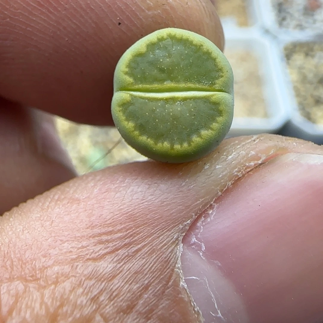 879 生石花大棚直播