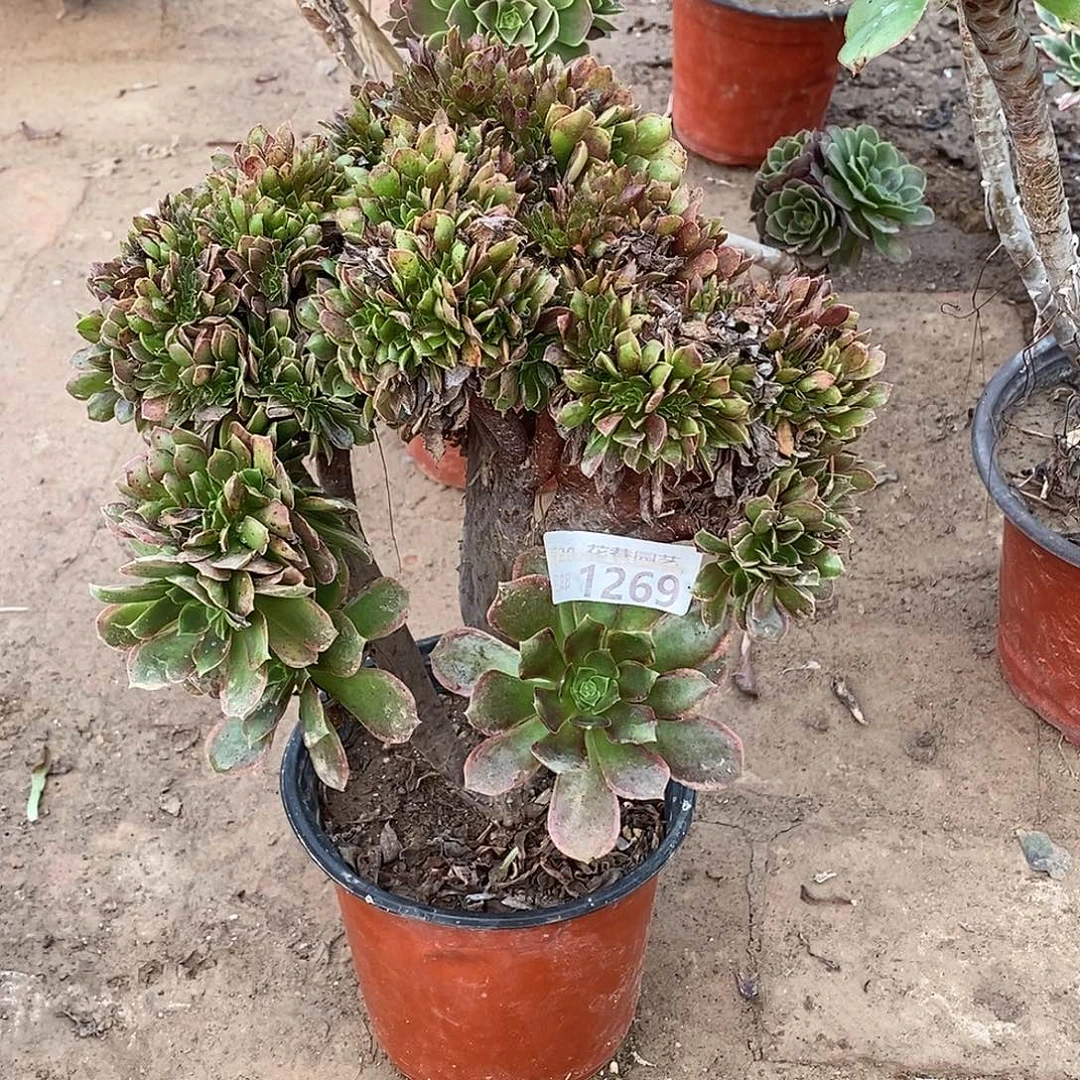 ****1269娜迦女王缀化多肉植物