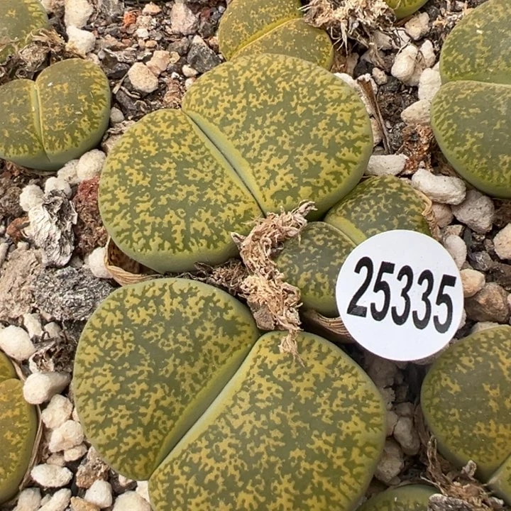 25335绿紫熏大头双头福利