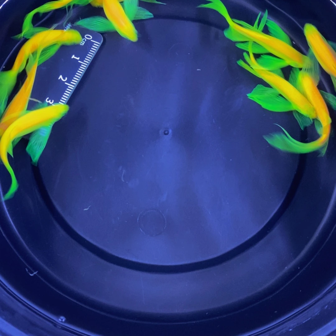 斑马鱼蝶翼斑马4-5厘米龙凤10条