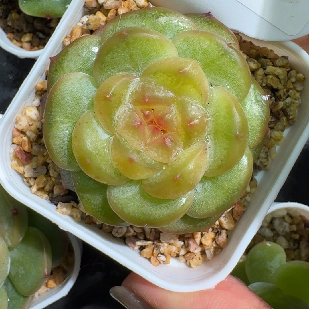 0705-153-小红花单头