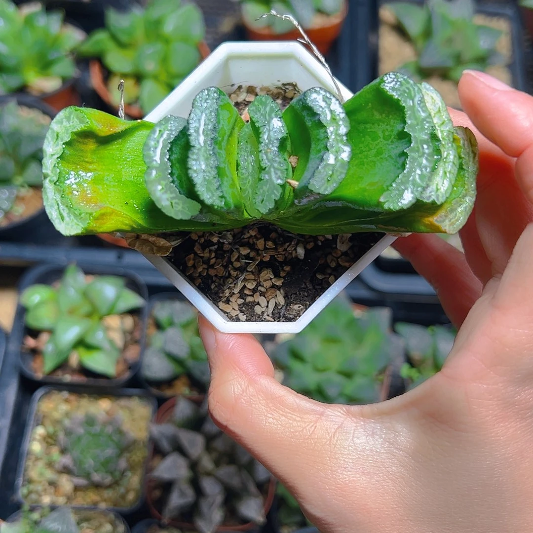 白盆玉扇母本玉露1