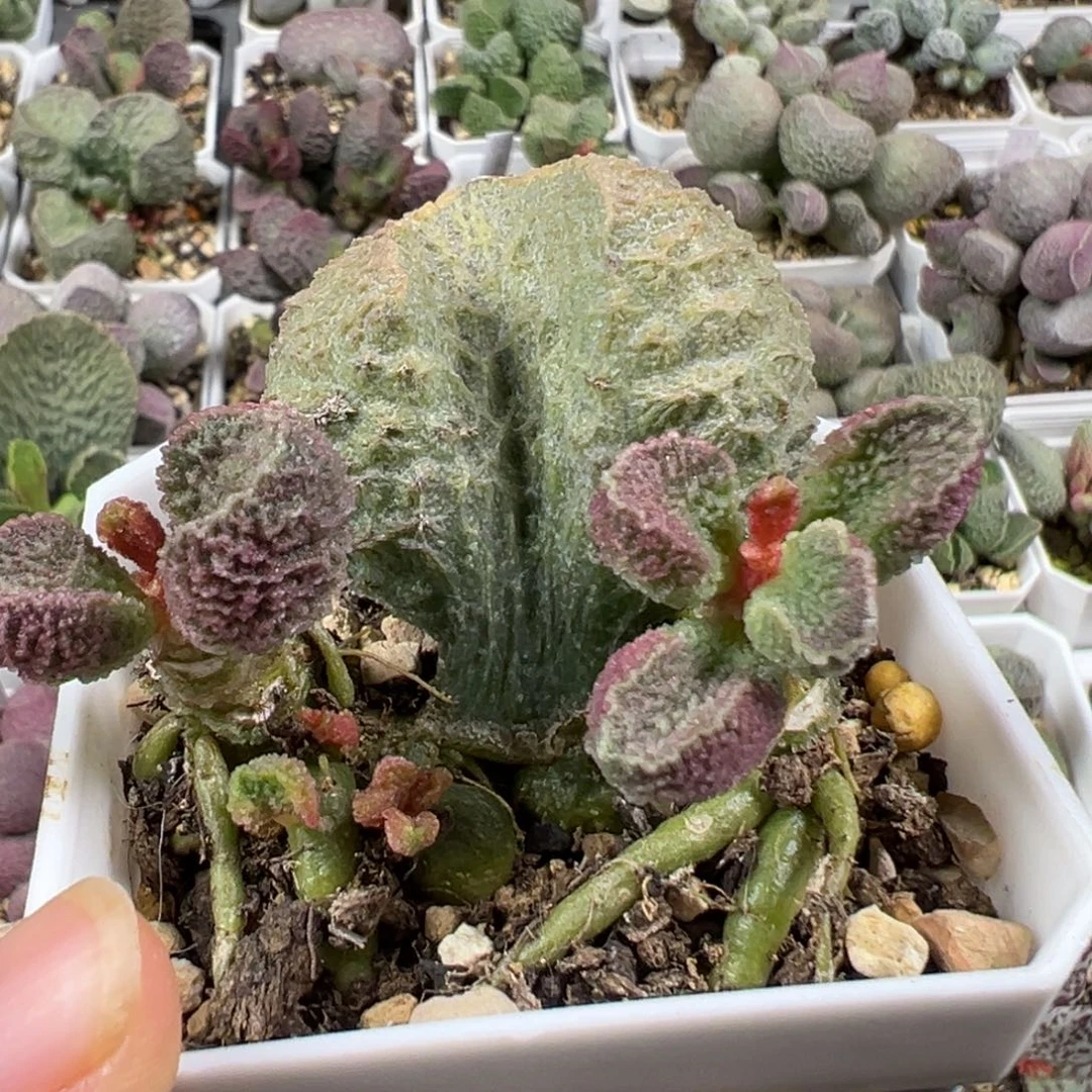 w俄洛伊多肉植物水泡