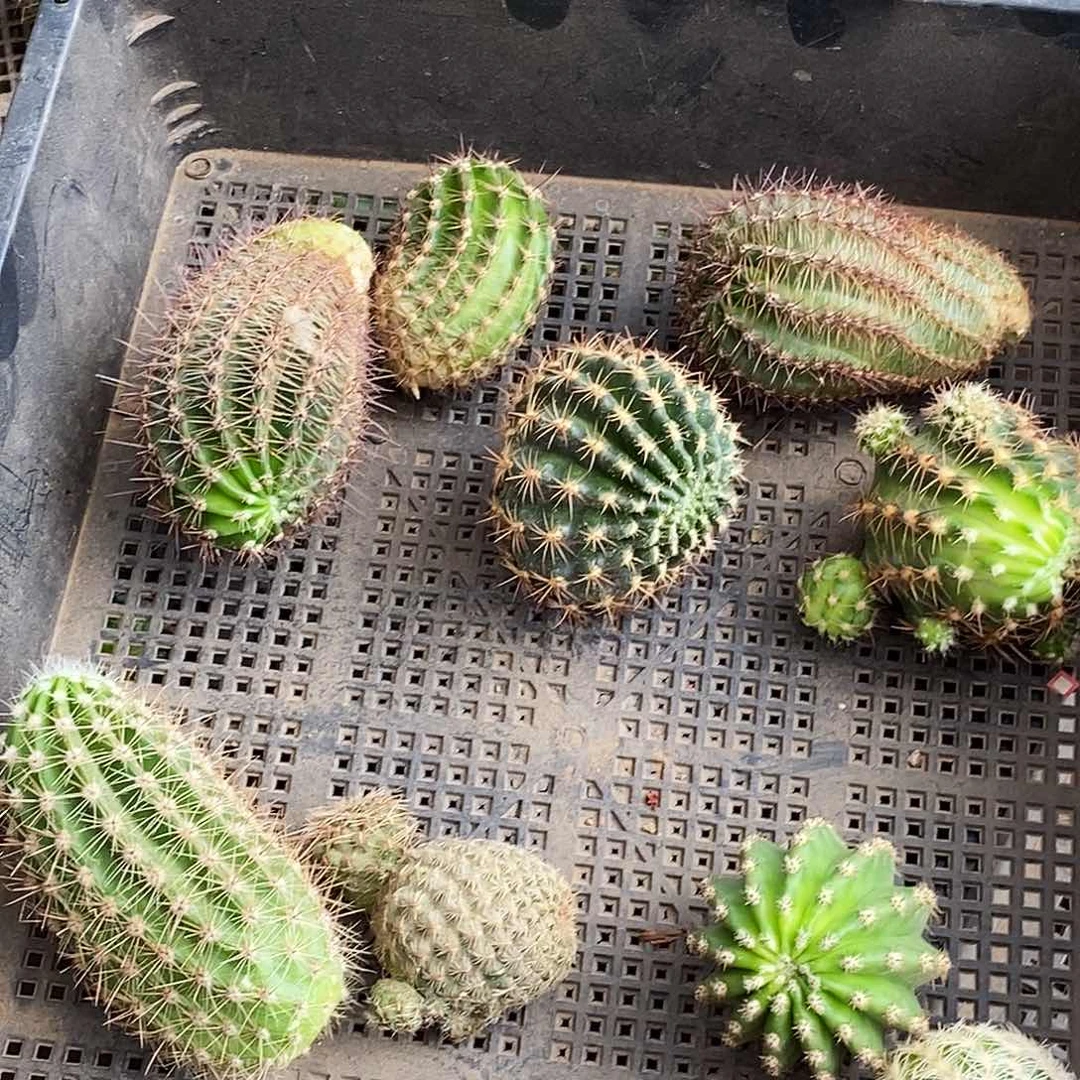 筐拍10个品种 侧芽 33号
