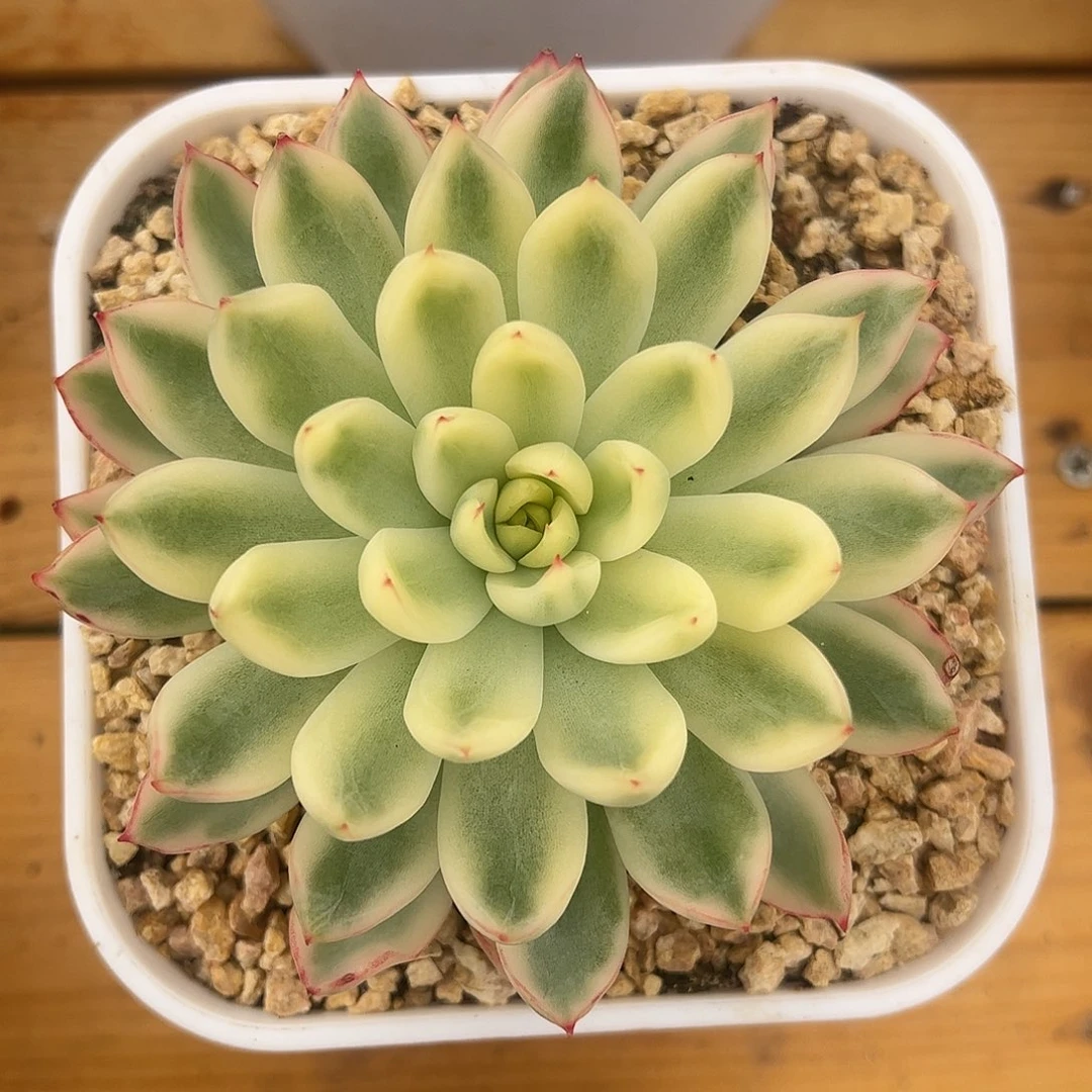 新奇兵锦 婕宝一物一拍