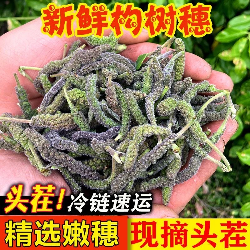 新鲜构树穗新鲜现摘毛毛虫菜褚不揪构树棒野菜1/2/3斤
