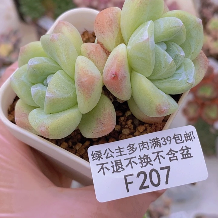 碧玉6cm207多肉植物