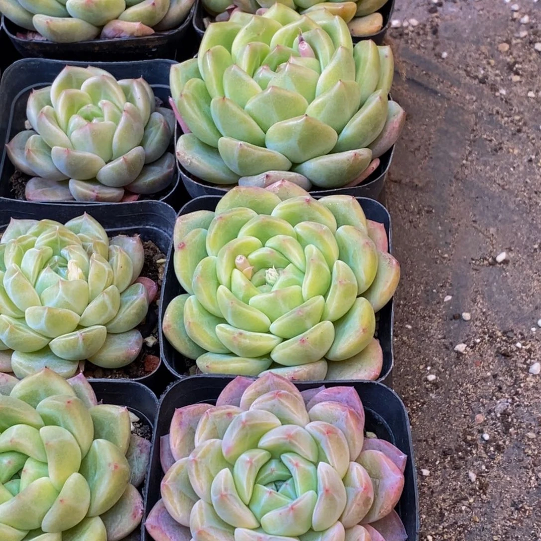 ?382多肉植物保护研究所所长