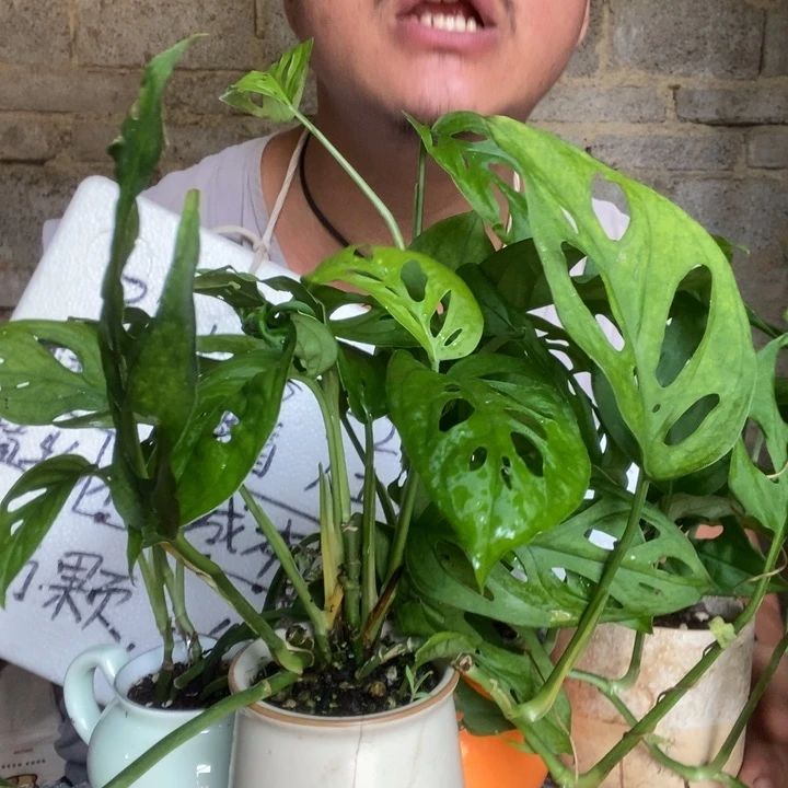 仙洞龟背竹一个器型随缘带盆发货，可分株，水培