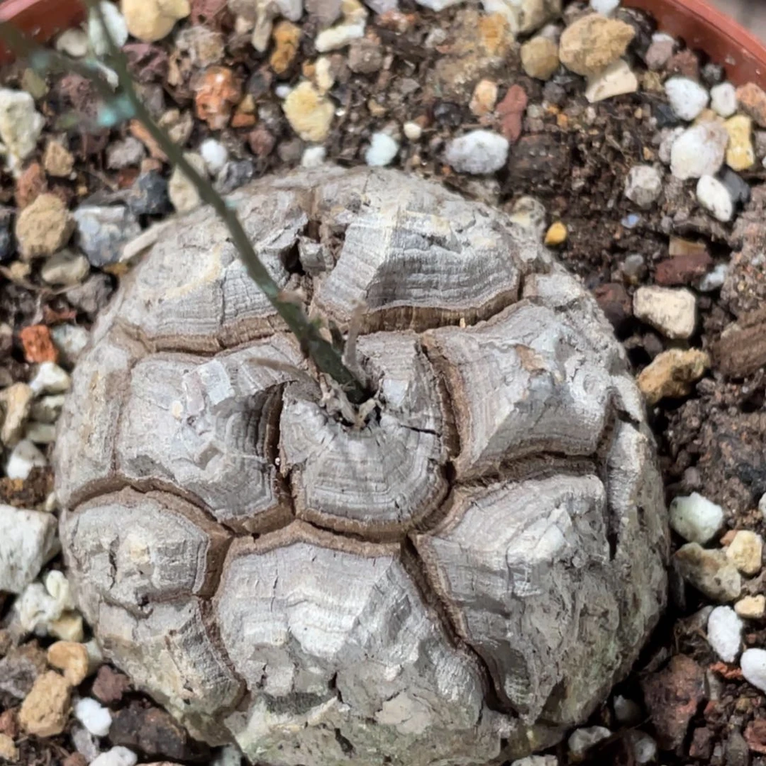 天眼，龟甲6.1公分