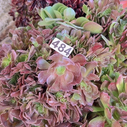 ?*红多肉植物一个