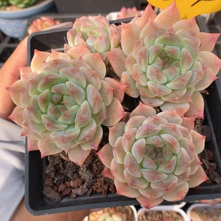 糖心冰魄可拍384号。