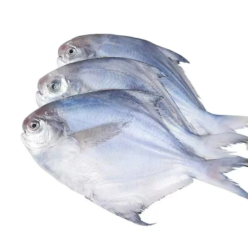 银鲳鱼新鲜冷冻海捕鲳鱼4斤顺丰包邮