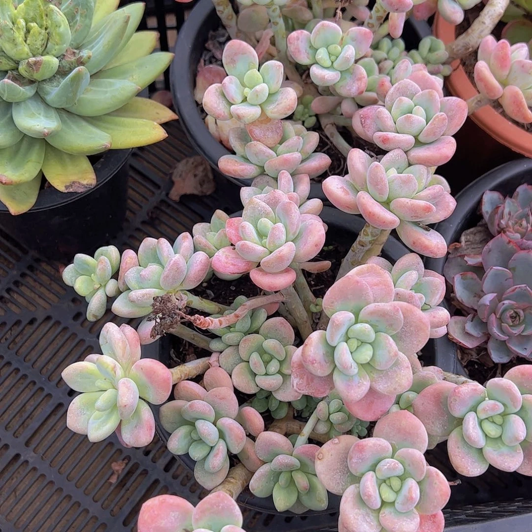 红洛神多头大盆群老桩